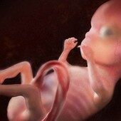 14 weeks pregnant