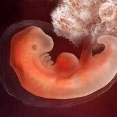 4 weeks pregnant