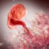 6 weeks pregnant