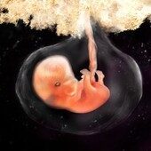 7 weeks pregnant